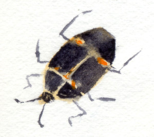 120515-Sunset-Beetle