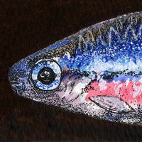 Artwork of a cardinal tetra aquarium fish, link to Science Art gallery